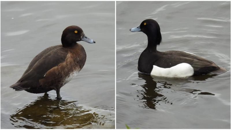 Păsări extrem de rare, venite tocmai din Scandinavia sau Siberia, au fost observate pe Lacul Morii din București