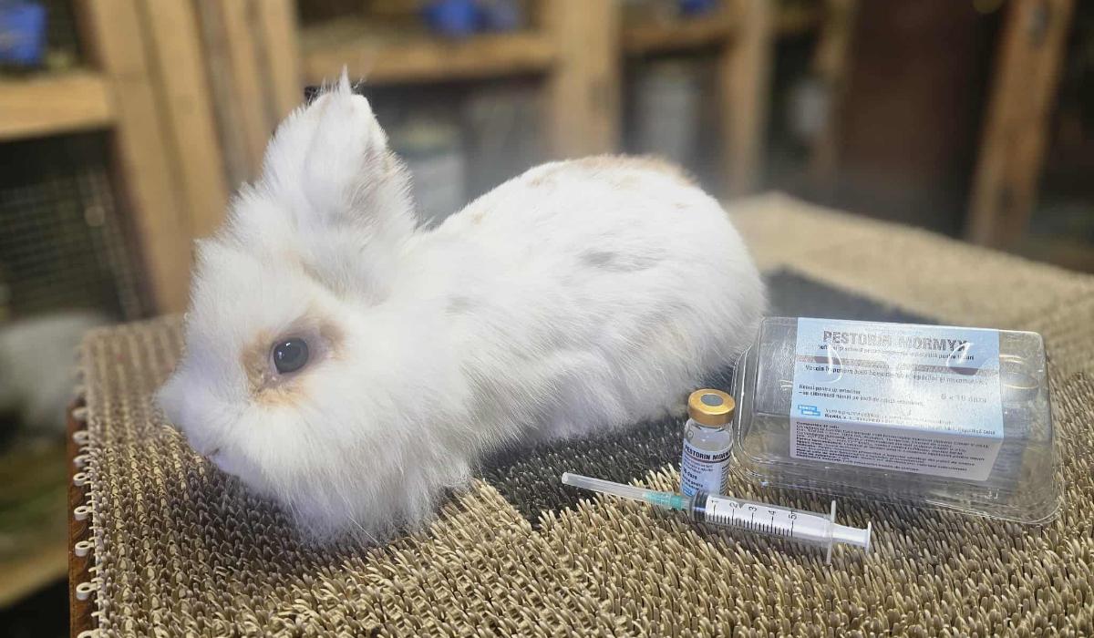 Campanie gratuită de vaccinare a iepurilor, lansată la Iași. "În ultima perioadă au fost multe pierderi"