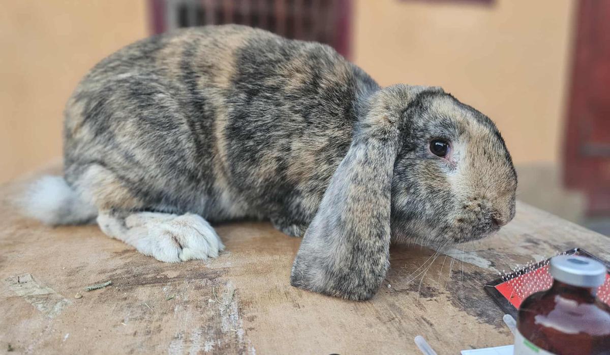 Campanie gratuită de vaccinare a iepurilor, lansată la Iași. "În ultima perioadă au fost multe pierderi"