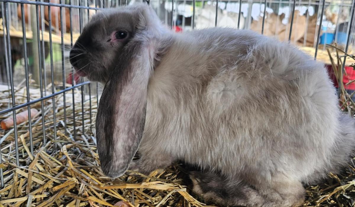 Campanie gratuită de vaccinare a iepurilor, lansată la Iași. "În ultima perioadă au fost multe pierderi"