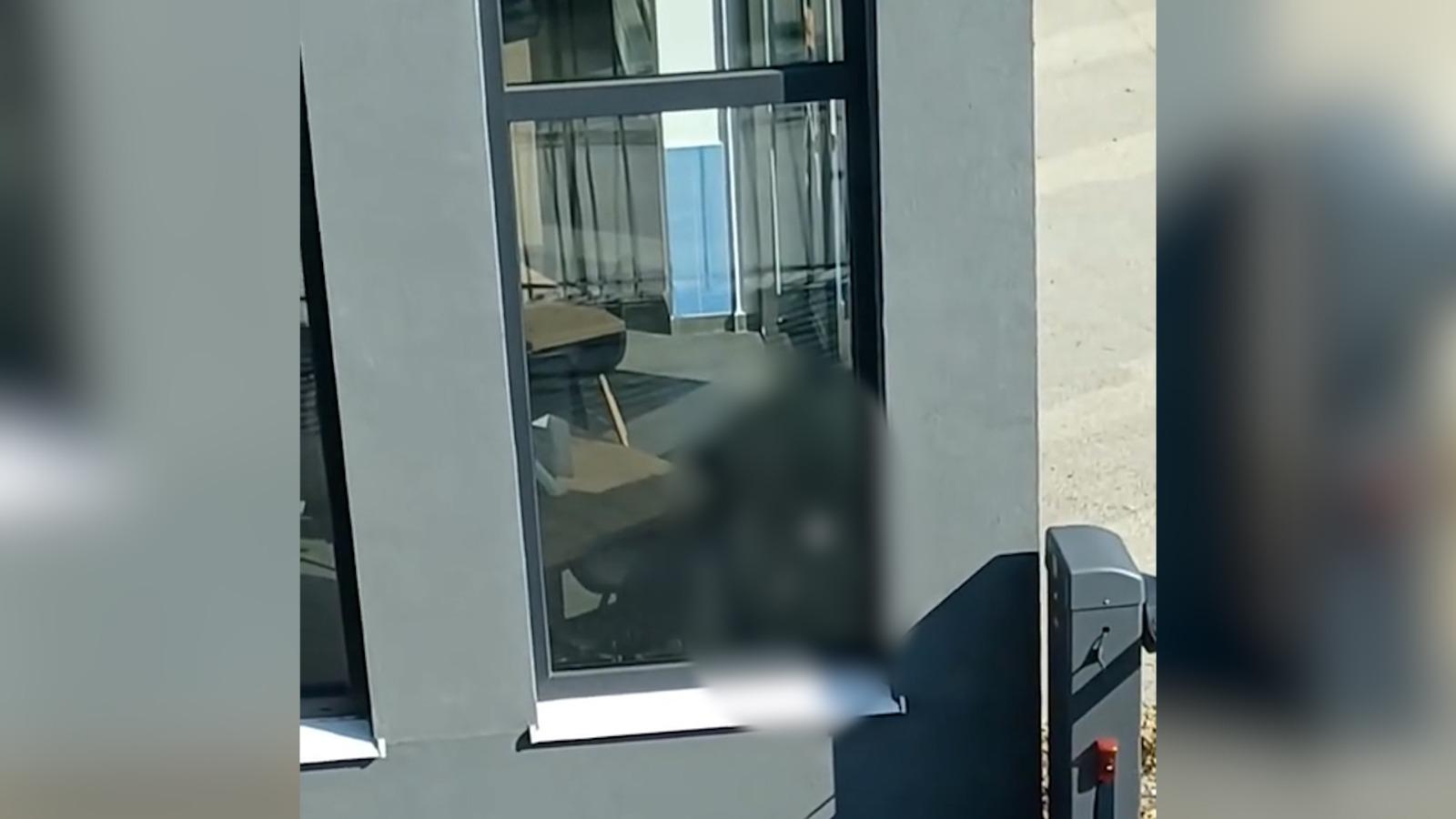 Căţel ţinut legat şi lovit cu pumnii de propriul stăpân. Imagini tulburătoare într-un restaurant din Bucureşti