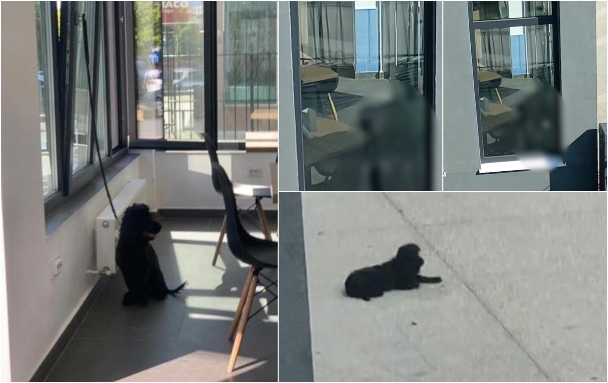 Căţel ţinut legat şi lovit cu pumnii de propriul stăpân. Imagini tulburătoare într-un restaurant din Bucureşti