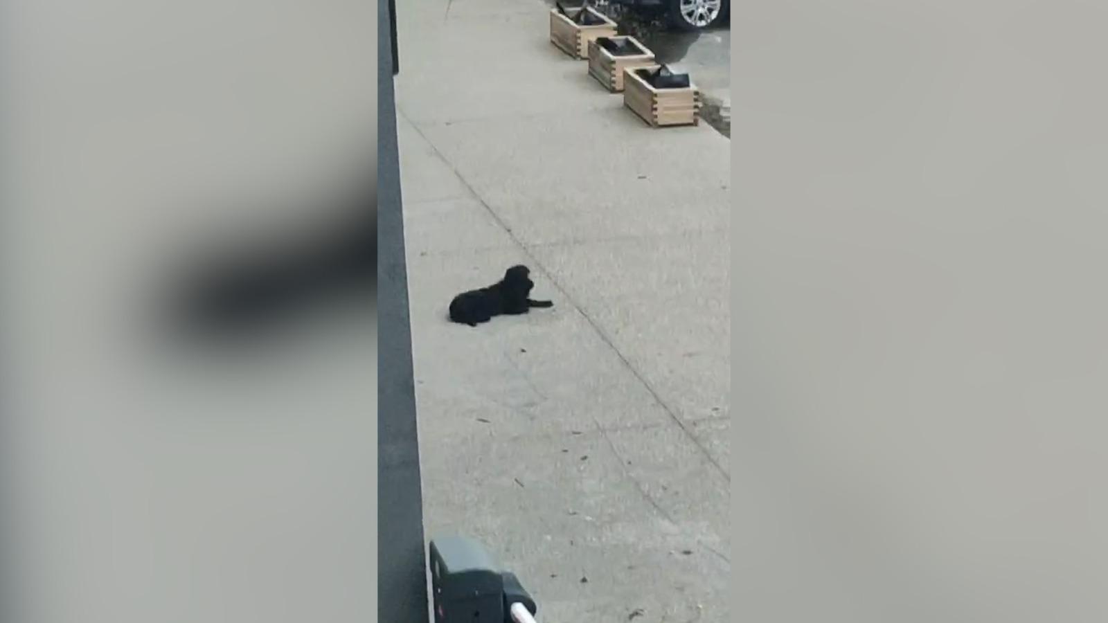 Căţel ţinut legat şi lovit cu pumnii de propriul stăpân. Imagini tulburătoare într-un restaurant din Bucureşti