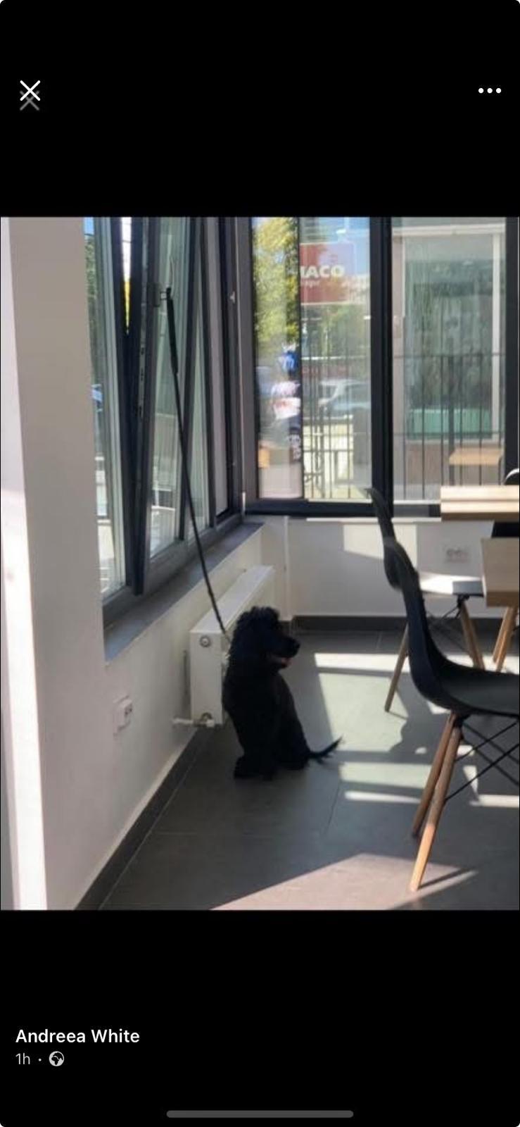 Căţel ţinut legat şi lovit cu pumnii de propriul stăpân. Imagini tulburătoare într-un restaurant din Bucureşti