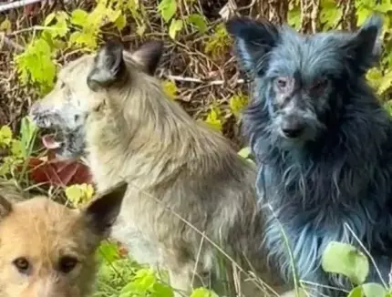 VIDEO Aparaţie bizară la Cernobîl: câinii cu blană albastră. Experţii nu ştiu dacă e o mutaţie sau o reacţie chimică