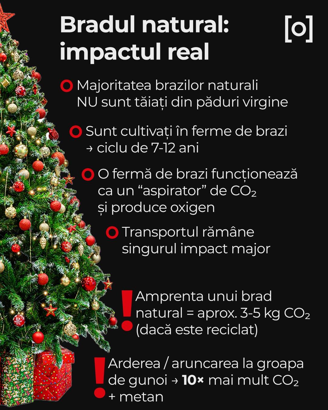 Bradul artificial nu salvează natura, ci dimpotrivă. Argumentele specialiștilor