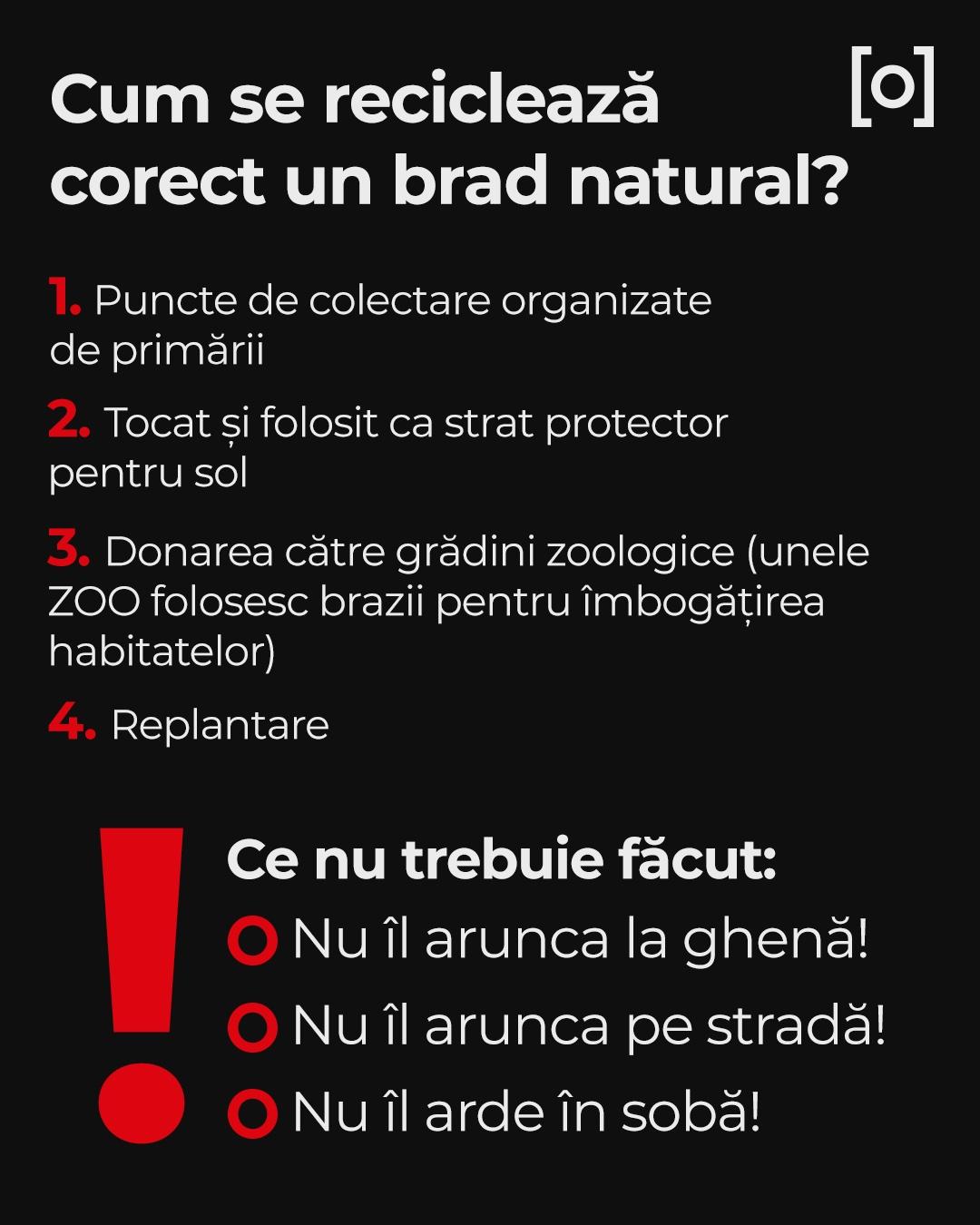 Bradul artificial nu salvează natura, ci dimpotrivă. Argumentele specialiștilor