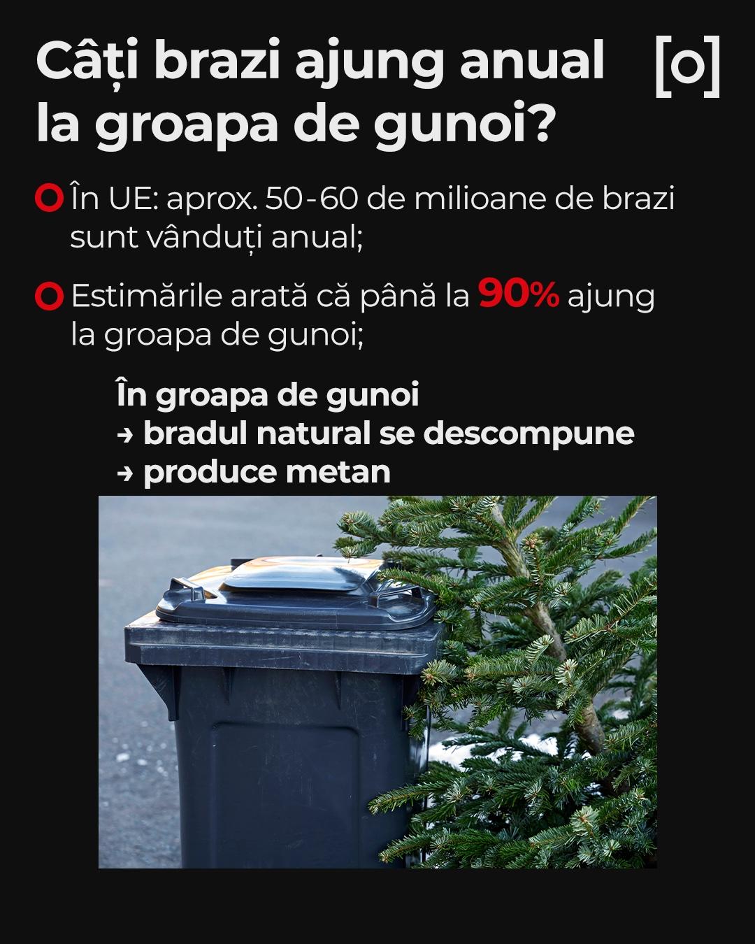 Bradul artificial nu salvează natura, ci dimpotrivă. Argumentele specialiștilor