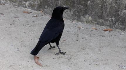 VIDEO Oraşul care a învins ciorile folosind armele armatei americane. Sistem de 120.000 de lei