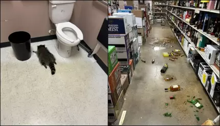 Un raton a vandalizat un magazin de băuturi alcoolice din SUA și apoi a adormit beat în baie