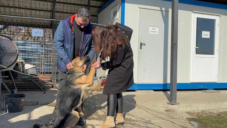 Căţeluşă pierdută de Crăciun, găsită după o lună jumătate în Hunedoara