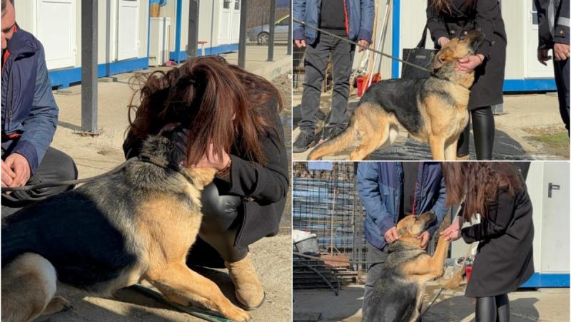 Lassie a fugit de acasă de Crăciun, speriată de petarde. Căţeluşa a fost găsită după aproape două luni de căutări, la un adăpost