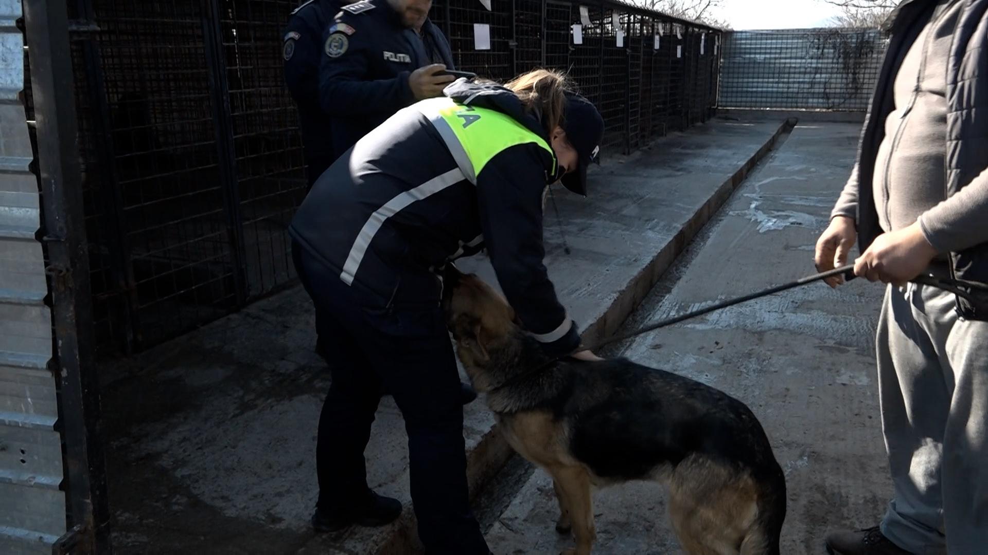 Lassie, căţelusa pierduta si regasita de stapani