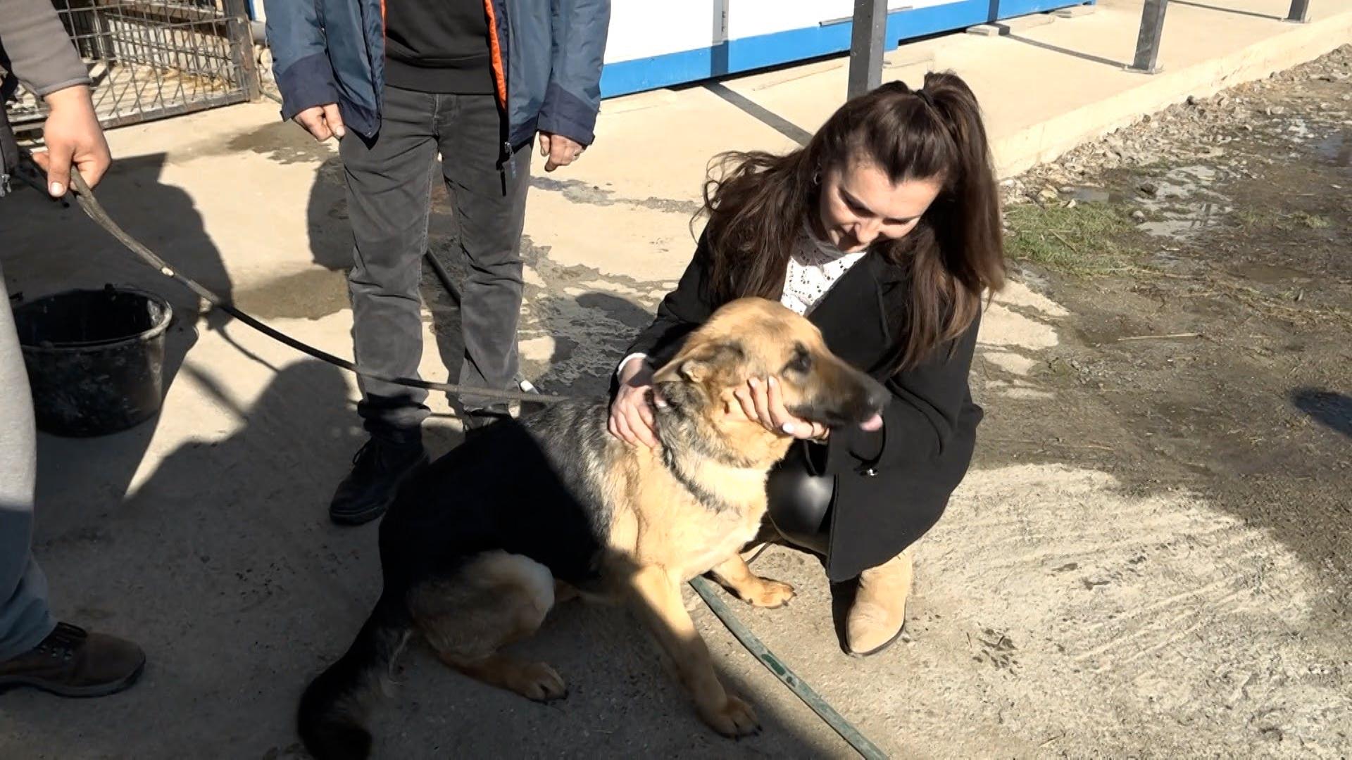 Lassie, căţelusa pierduta si regasita de stapani