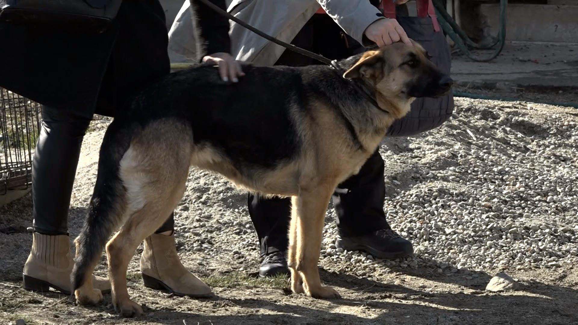 Lassie, căţelusa pierduta si regasita de stapani