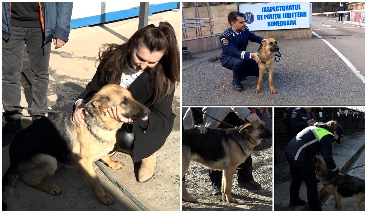 Lassie, căţelusa pierduta si regasita de stapani