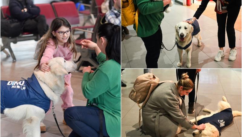 Un Golden Retriever, remediul pentru frica de zbor pe aeroportul din Skopje. Dino calmează pasagerii înainte de decolare