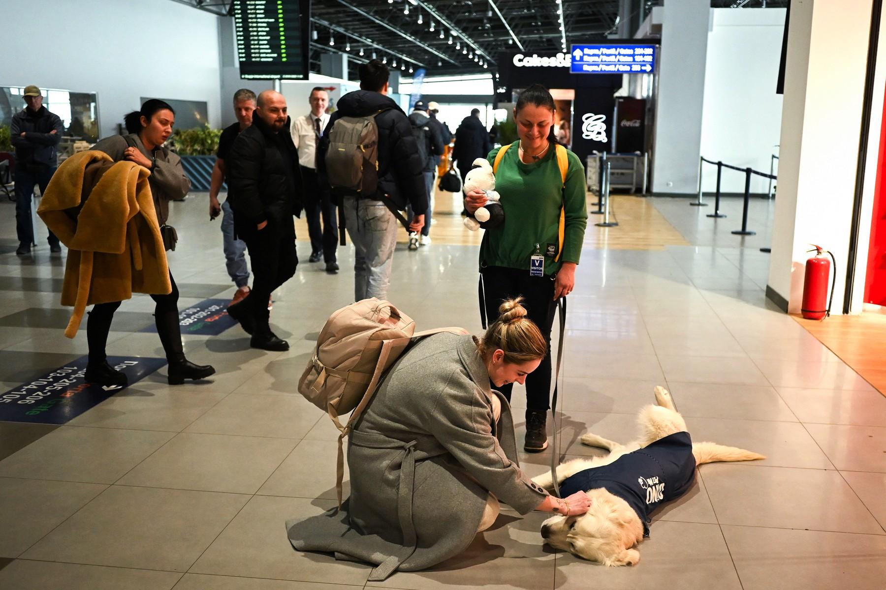 Un Golden Retriever, remediul pentru frica de zbor pe aeroportul din Skopje. Dino calmează pasagerii înainte de decolare