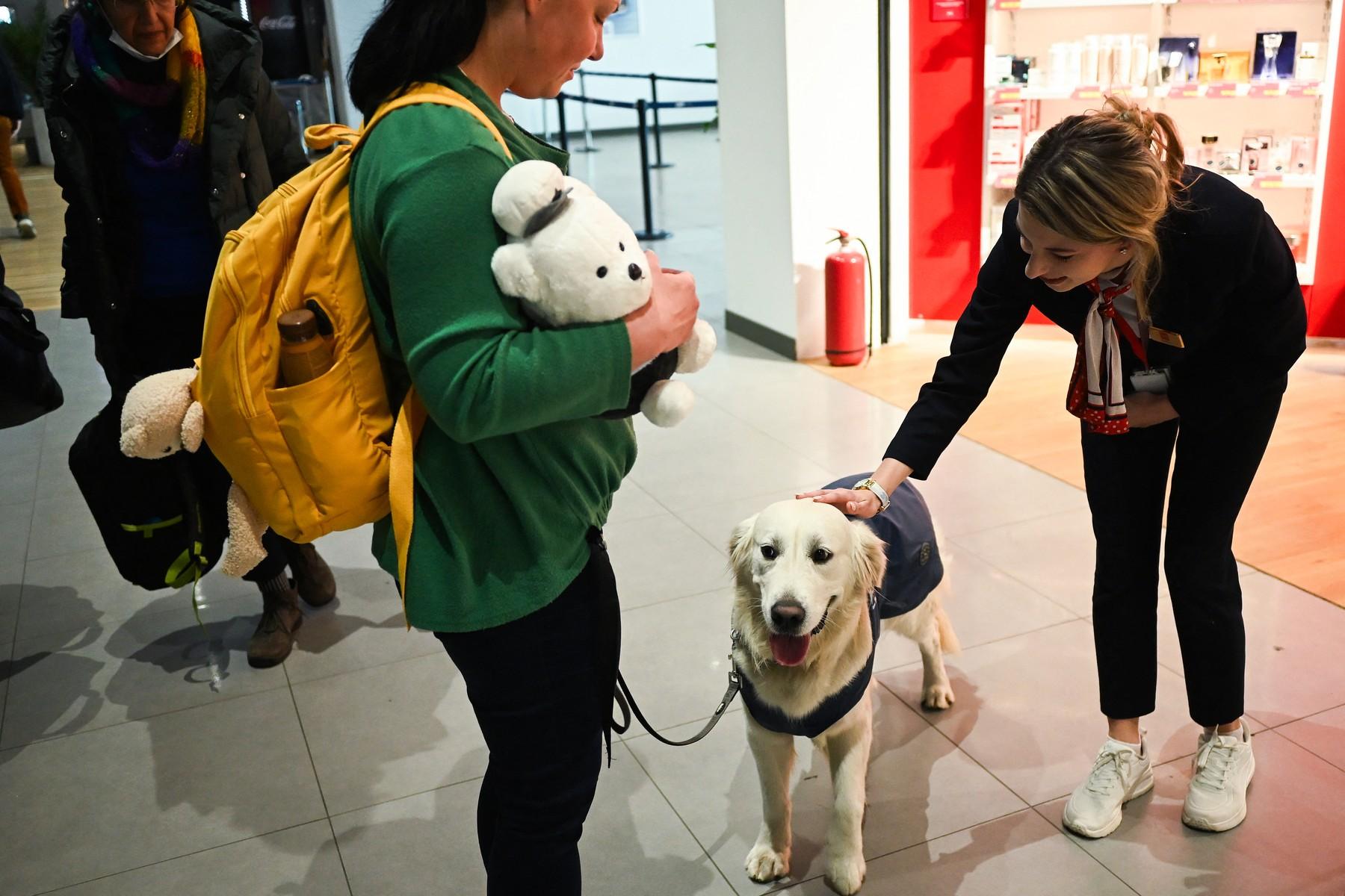 Un Golden Retriever, remediul pentru frica de zbor pe aeroportul din Skopje. Dino calmează pasagerii înainte de decolare