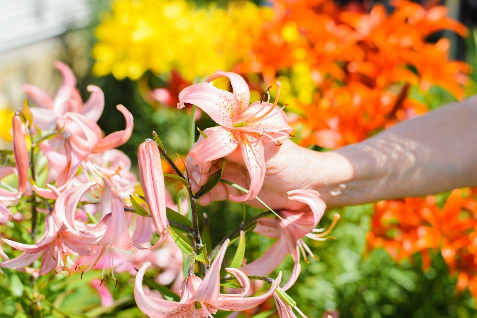 Alege bulbi de primăvară mari la prețuri mici și bucură-te de o grădină spectaculoasă