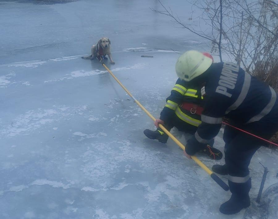 Căţeluş, salvat în ultima clipă din apele îngheţate ale Jiului după un apel anonim la 112. Pompierii, lăudaţi: "Ei merită cu adevărat pensii speciale"