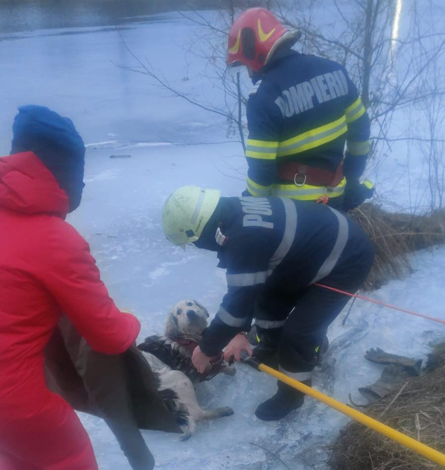 Căţeluş, salvat în ultima clipă din apele îngheţate ale Jiului după un apel anonim la 112. Pompierii, lăudaţi: "Ei merită cu adevărat pensii speciale"