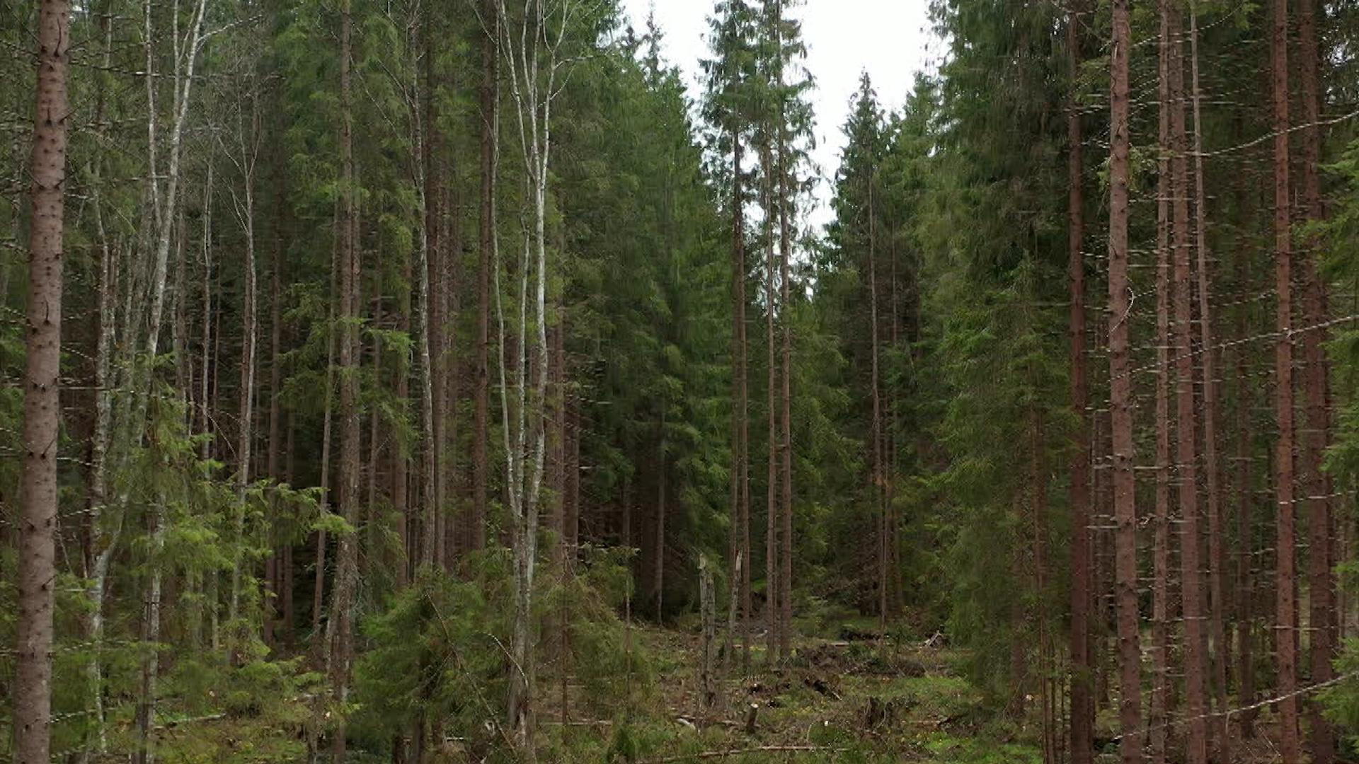 Anda, tânăra răpită în Mureş de fostul iubit, a povestit coşmarul prin care a trecut