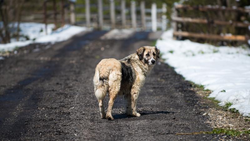 Doi copii de 9 şi 10 ani, muşcaţi de câini vagabonzi, pe aceeaşi stradă din Băileşti, Dolj