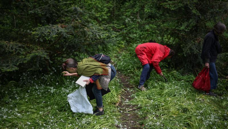 Hoţi prinşi în Leipzig, Germania, după ce au furat 100 kg de leurdă. Mirosul de usturoi din maşină i-a dat de gol