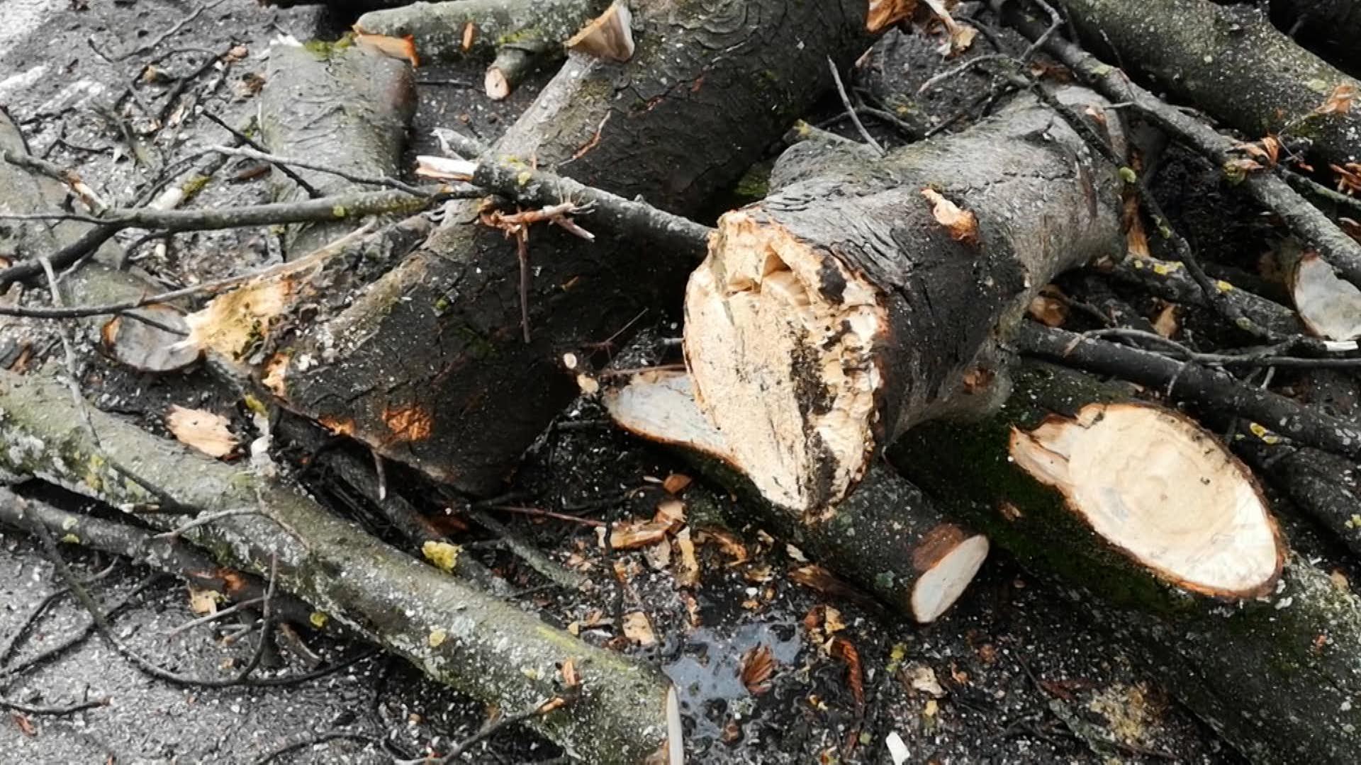 zone lovite de cod rosu