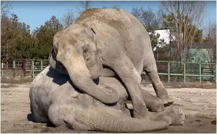 Momentul sfâșietor în care un elefant încearcă să-și trezească prietena moartă A stat lângă ea ore în șir și a îmbrățișat-o cu trompa