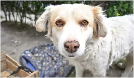 A intrat în curtea vecinului și i-a ucis câinele cu ranga, după ce animalul ar fi încercat să-l muşte. Tânăr din Ploieşti, cercetat penal