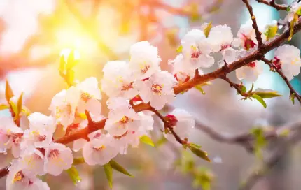 ANM a actualizat prognoza meteo pentru următoarele patru săptămâni. Vremea în România până pe 26 mai