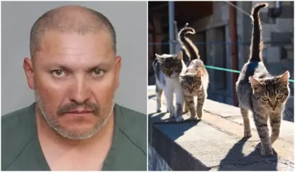 Alejandro Oliveros Acosta Alejandro Oliveros Acosta este acuzat că a ucis pisici în Santa Ana California iar poliția a declarat că totalul este foarte mare este acuzat că a ucis pisici în Santa Ana California iar poliția a declarat că totalul este foarte mare