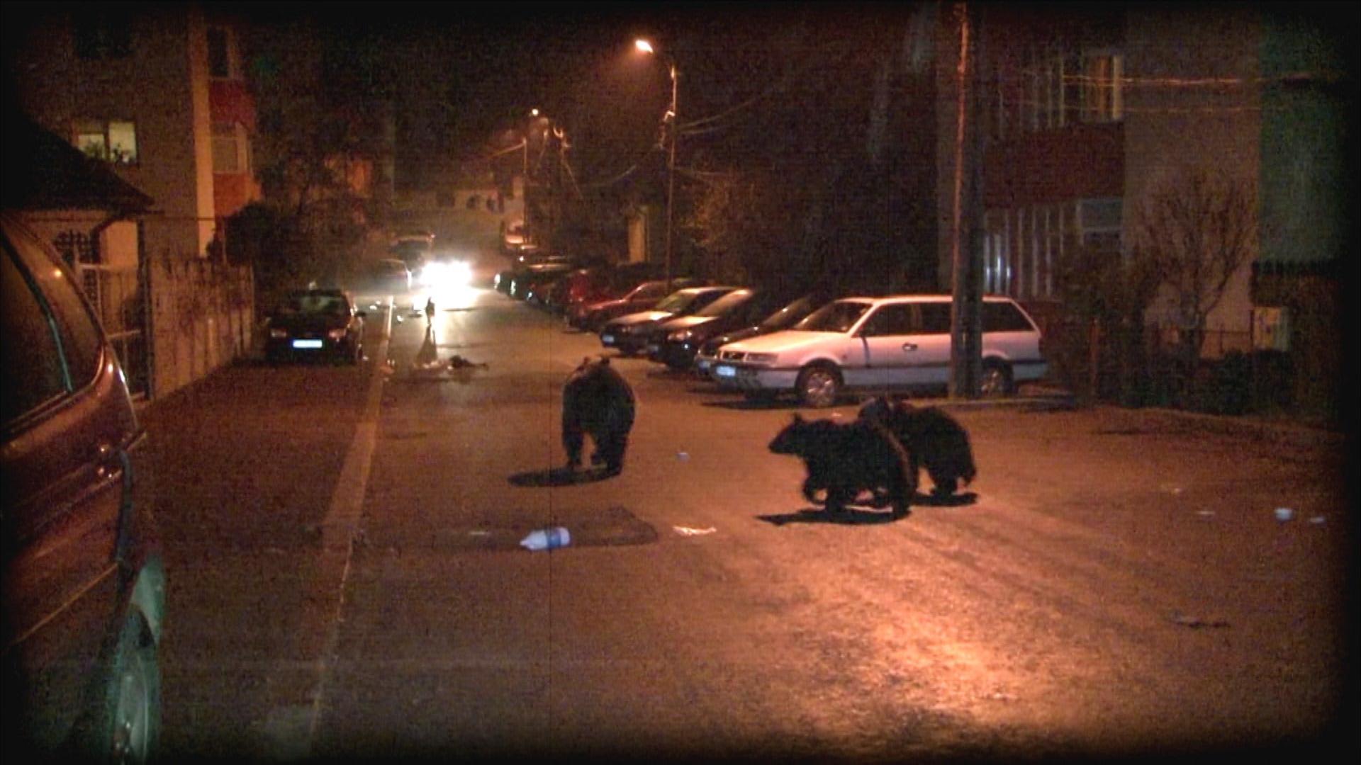 Ro-Alert, după ce o ursoaică a ieşit la plimbare prin Buşteni cu puii după ea