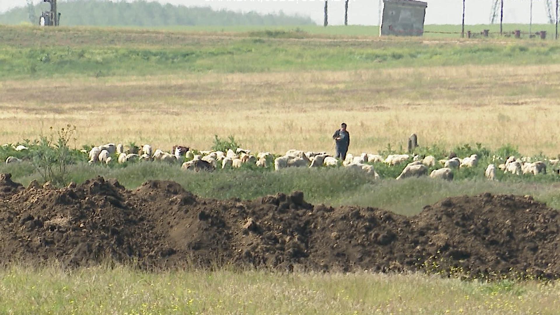 Un cioban s-a ales cu mâna sfârtecată după ce şi-a dus oile la păscut în poligonul Smârdan. Bărbatul a dat vina pe una dintre oi