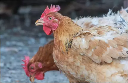 Americanii închiriază găini, ca să nu ma cumpere ouă scumpe din magazine Americanii închiriază găini, ca să nu ma cumpere ouă scumpe din magazine