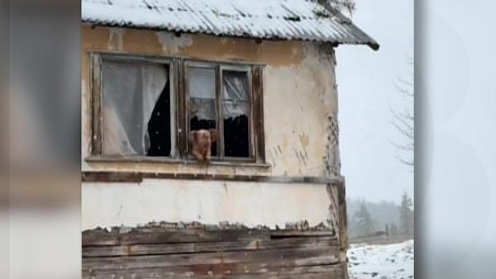 Un purceluş a devenit viral, după ce a fost surprins privind cu nostalgie pe fereastră. Animalul fusese abandonat de stăpâni într-un sat din Georgia
