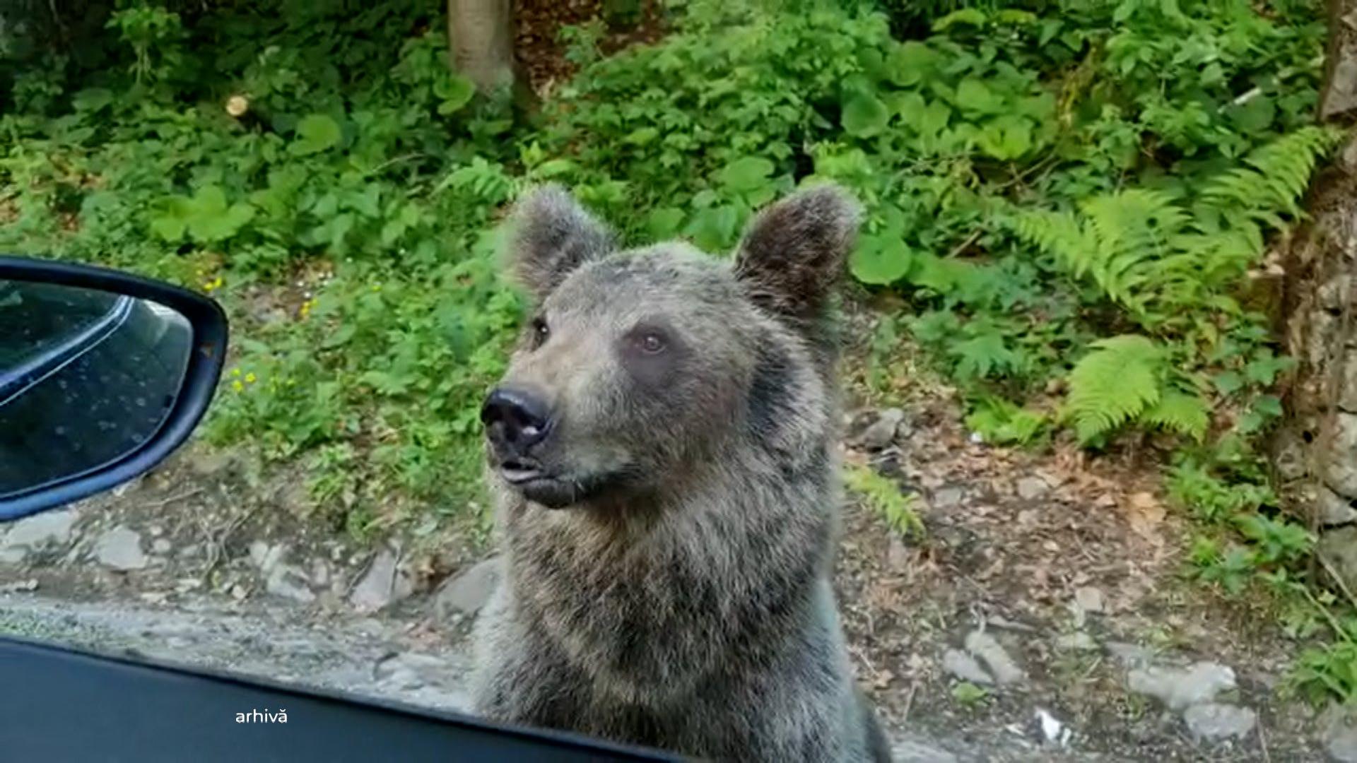 Ursul l-a mușcat după ce a încercat să-l hrănească. Turist polonez rănit pe Transfăgărășan