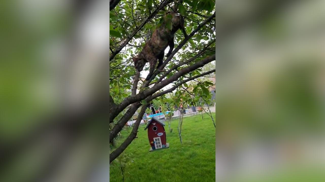 Pisicuţa Miţi, eroină pentru stăpânii săi. I-a salvat din incendiul care le-a cuprins casa din Ilfov. Felina a rămas captivă în interior