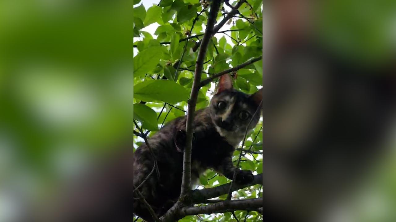 Pisicuţa Miţi, eroină pentru stăpânii săi. I-a salvat din incendiul care le-a cuprins casa din Ilfov. Felina a rămas captivă în interior