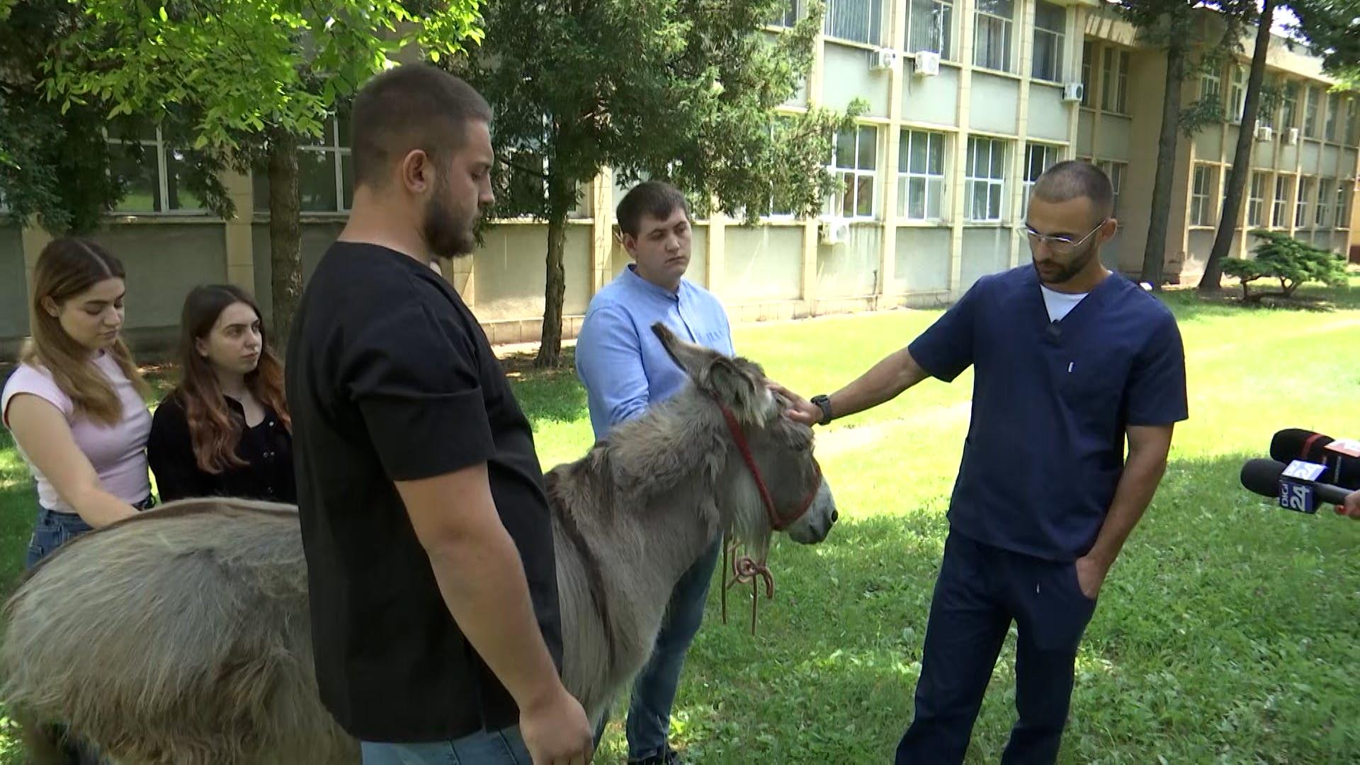 Pablito, măgarul care nu voia să muncească, predă acum la Facultatea de Medicină Veterinară