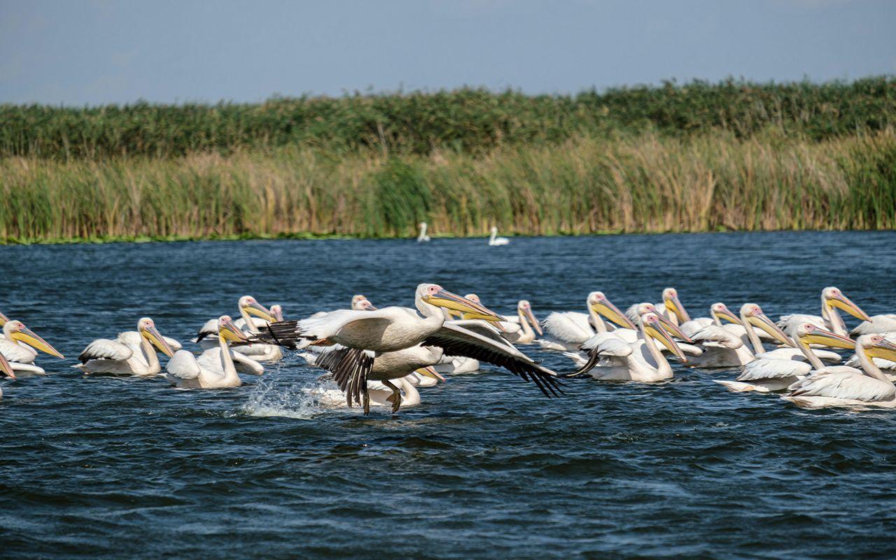 (P) Delta Dunării – ultima sălbăticie a Europei, o destinație de vacanță care te reconectează cu natura