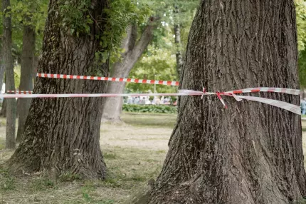 perimetrul unei morţi suspecte, delimitat în pădure perimetrul unei morţi suspecte, delimitat în pădure