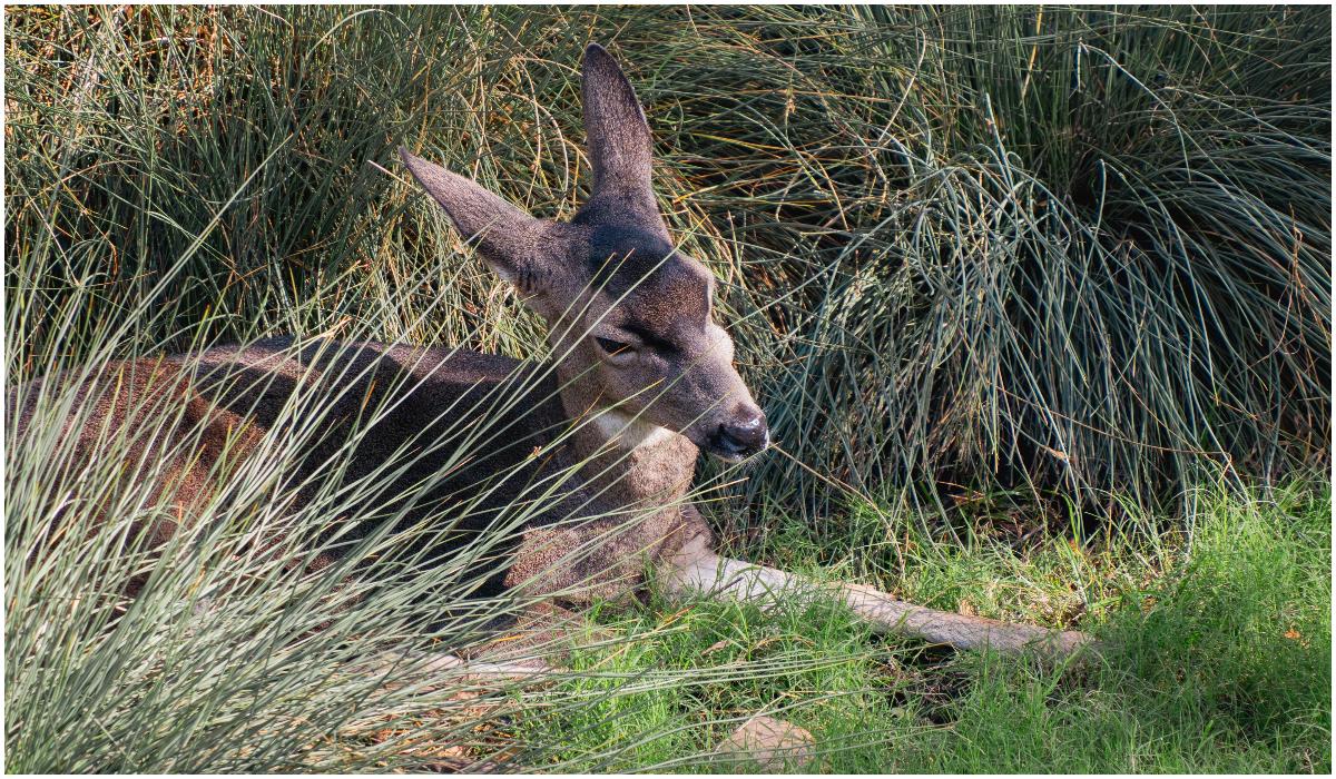 Focar de rabie la Iași