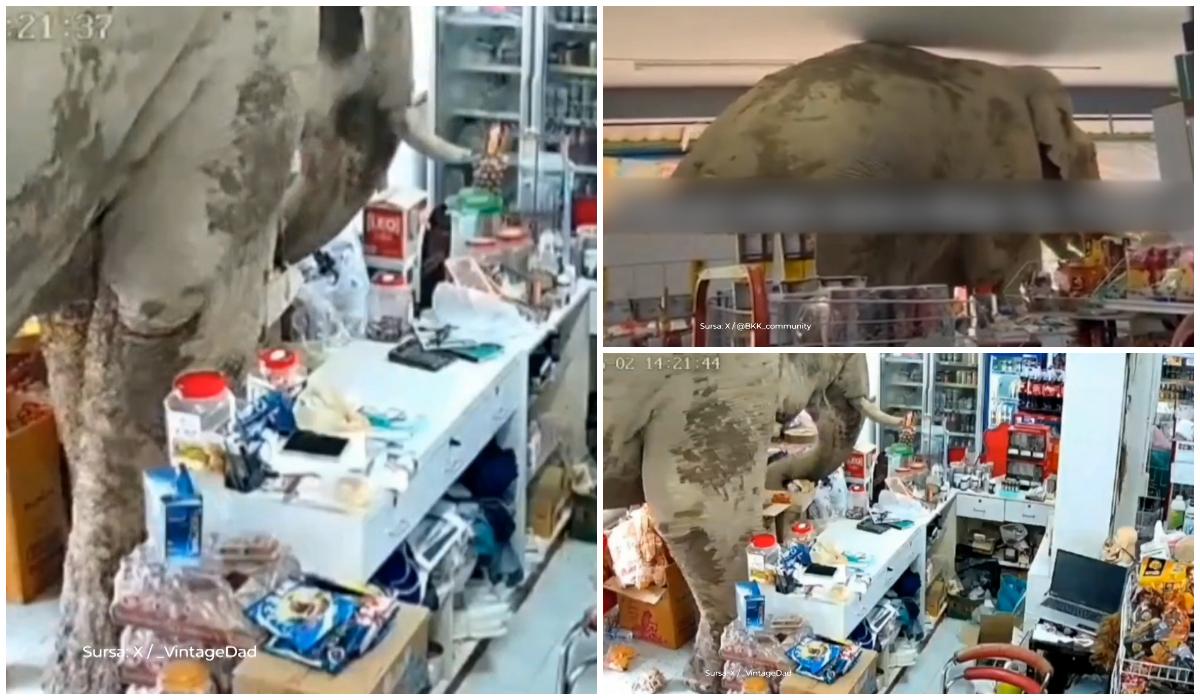 Un elefant din Thailanda şi-a luat de mâncare de la magazin. Momentul în care îşi alege gustări de pe rafturi