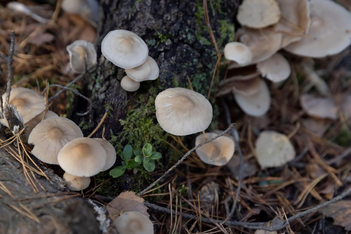 Un bărbat a murit, iar două femei sunt în stare gravă după ce au consumat ciuperci otrăvitoare