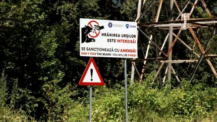 Cât ar putea ajunge amenzile pentru cei care hrănesc şi pozează urşii. În 10 ani s-au dat doar 18 sancţiuni