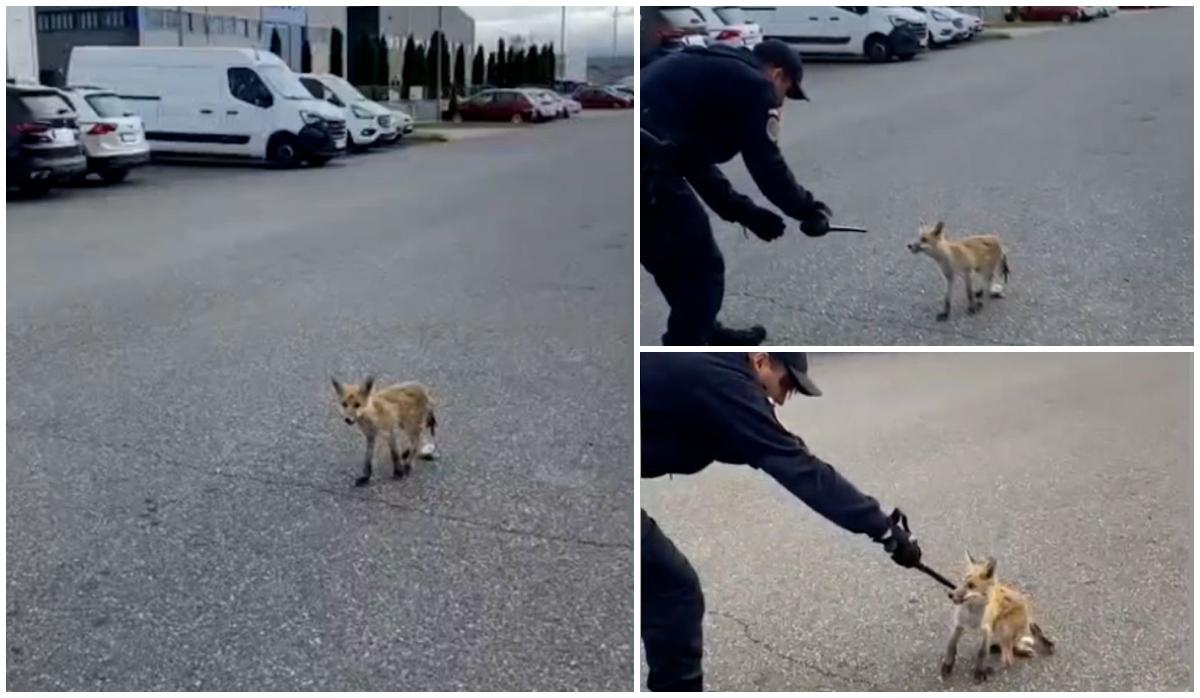 Vulpe speriată și dezorientată, într-un parc industrial din Braşov