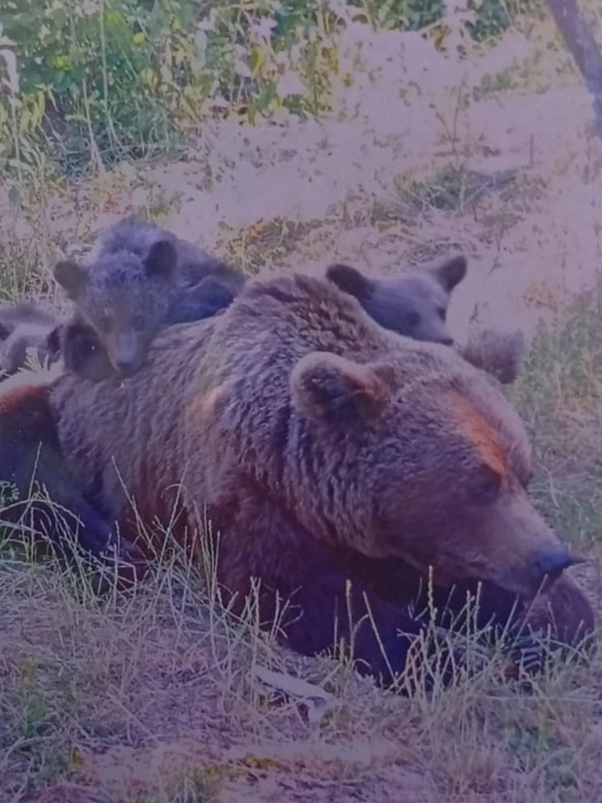 Ultimele clipe din viaţa motociclistului italian ucis de urs, surprinse cu propriul său telefon